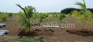 10000 sqft Agricultural Land/Farm Land for Sale in Ongur