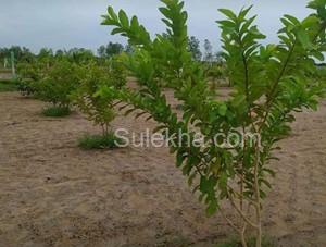 10000 sqft Agricultural Land/Farm Land for Sale in Ongur