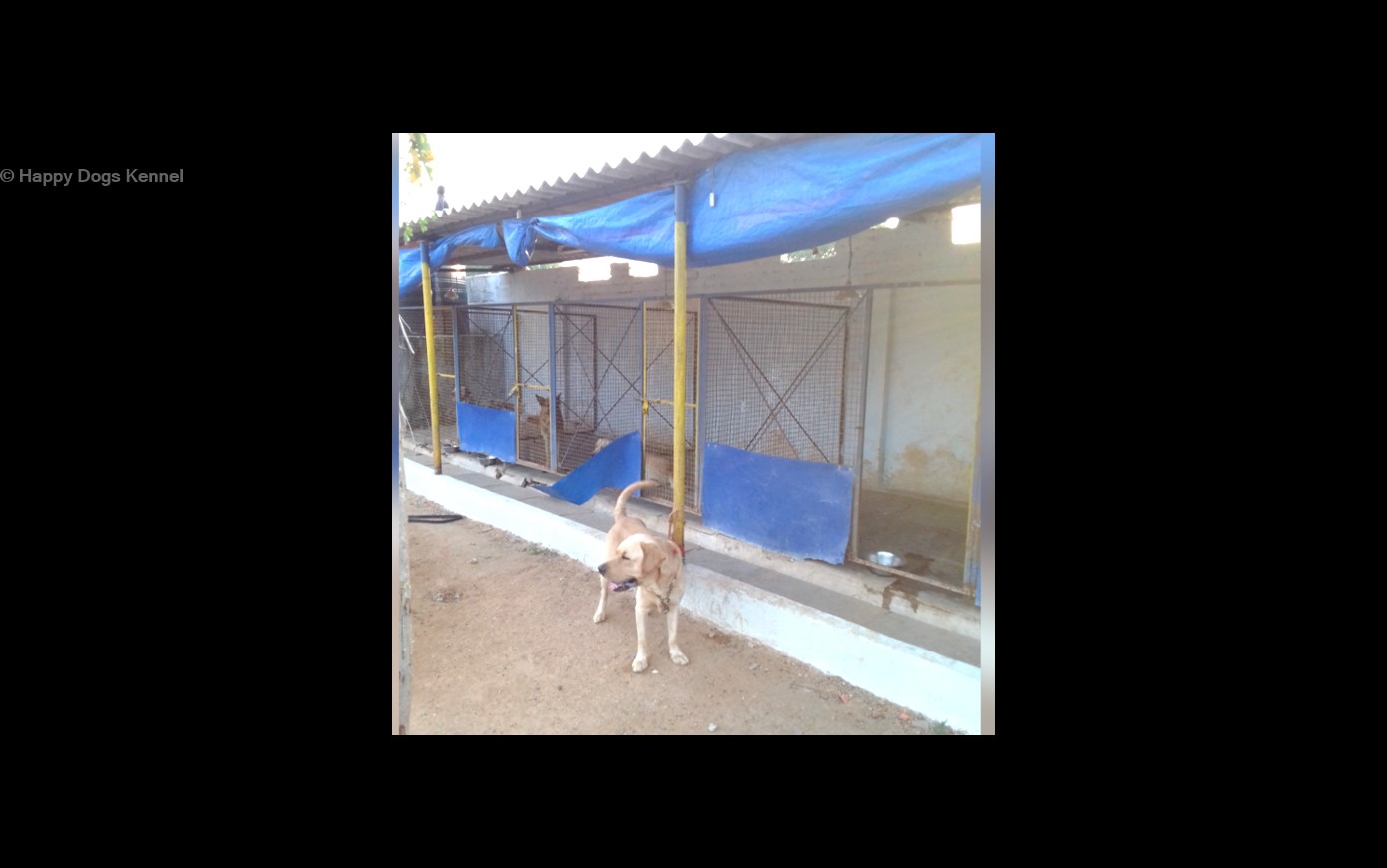 Happy Dogs Kennel in Hitech City, Hyderabad500081 Sulekha Hyderabad