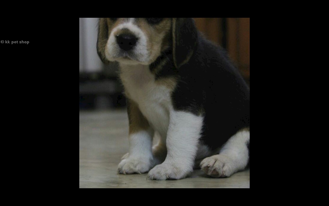 kk pet shop in Indirapuram, Ghaziabad201014 Sulekha Ghaziabad