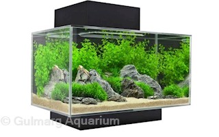 aquarium shop in koramangala