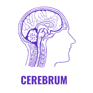 Logo of Cerebrum Biology Academy (Rohini) Delhi Delhi