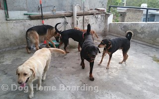 Dog Home Boarding In Sector 7 Noida 201301 Sulekha Noida