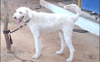 happy dogs kennel gachibowli