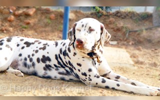 happy dogs kennel gachibowli