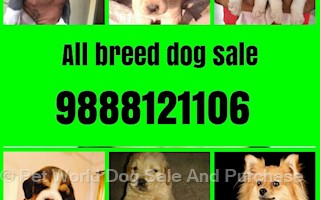 pet world dog sale and purchase