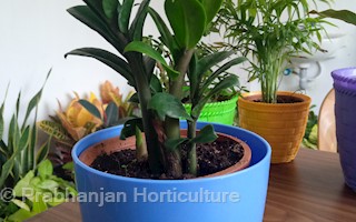 Prabhanjan Horticulture In Taramani Chennai Sulekha Chennai