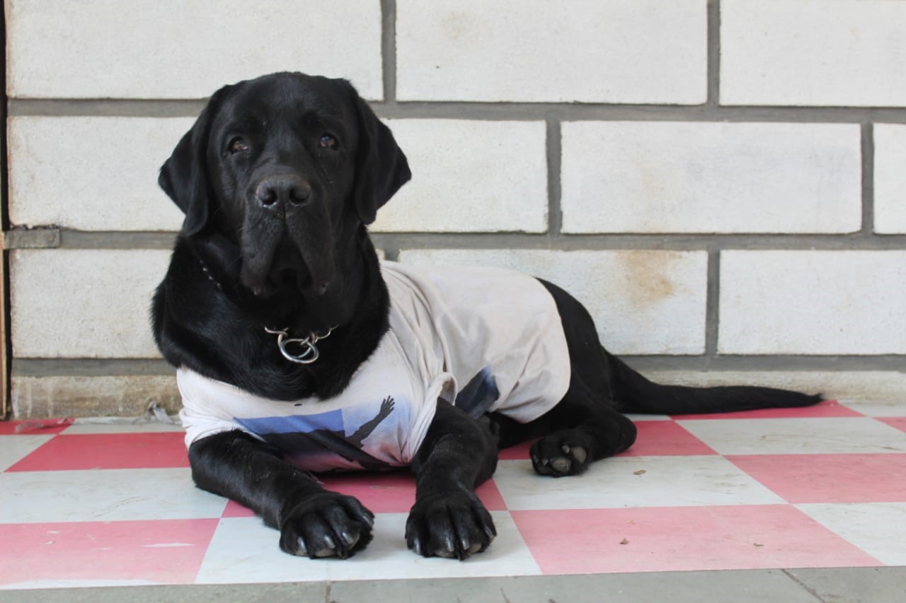 RJ pet boarding in Vilankurichi, Coimbatore641035 Sulekha Coimbatore