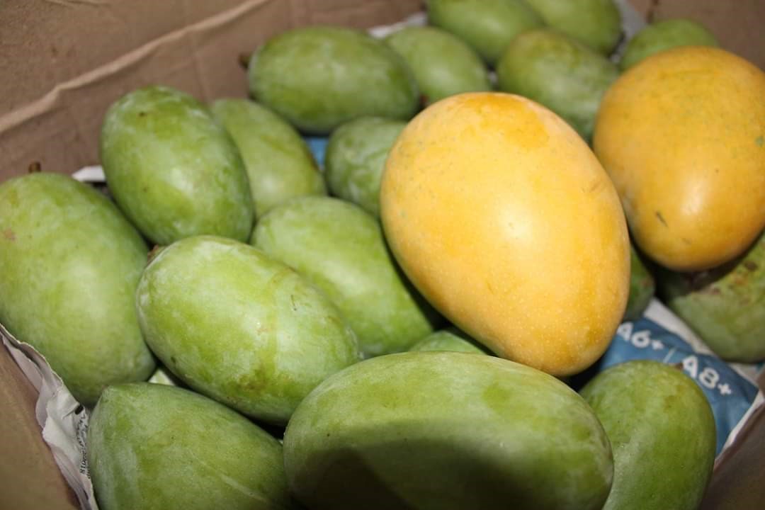 Ulavapadu Mangoes in Kondapur, Hyderabad500084 Sulekha Hyderabad