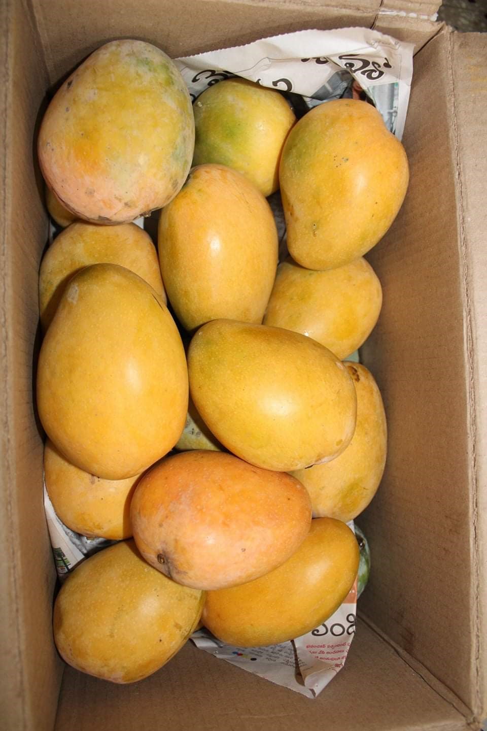 Ulavapadu Mangoes in Kondapur, Hyderabad500084 Sulekha Hyderabad