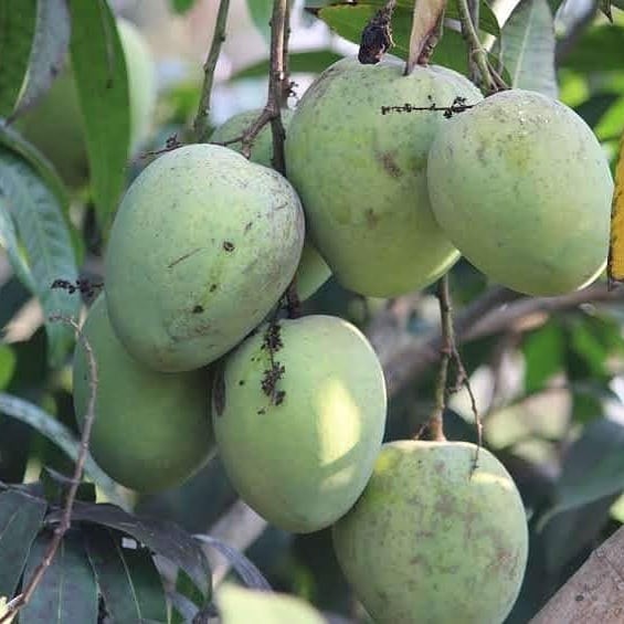 Ulavapadu Mangoes in Kondapur, Hyderabad500084 Sulekha Hyderabad