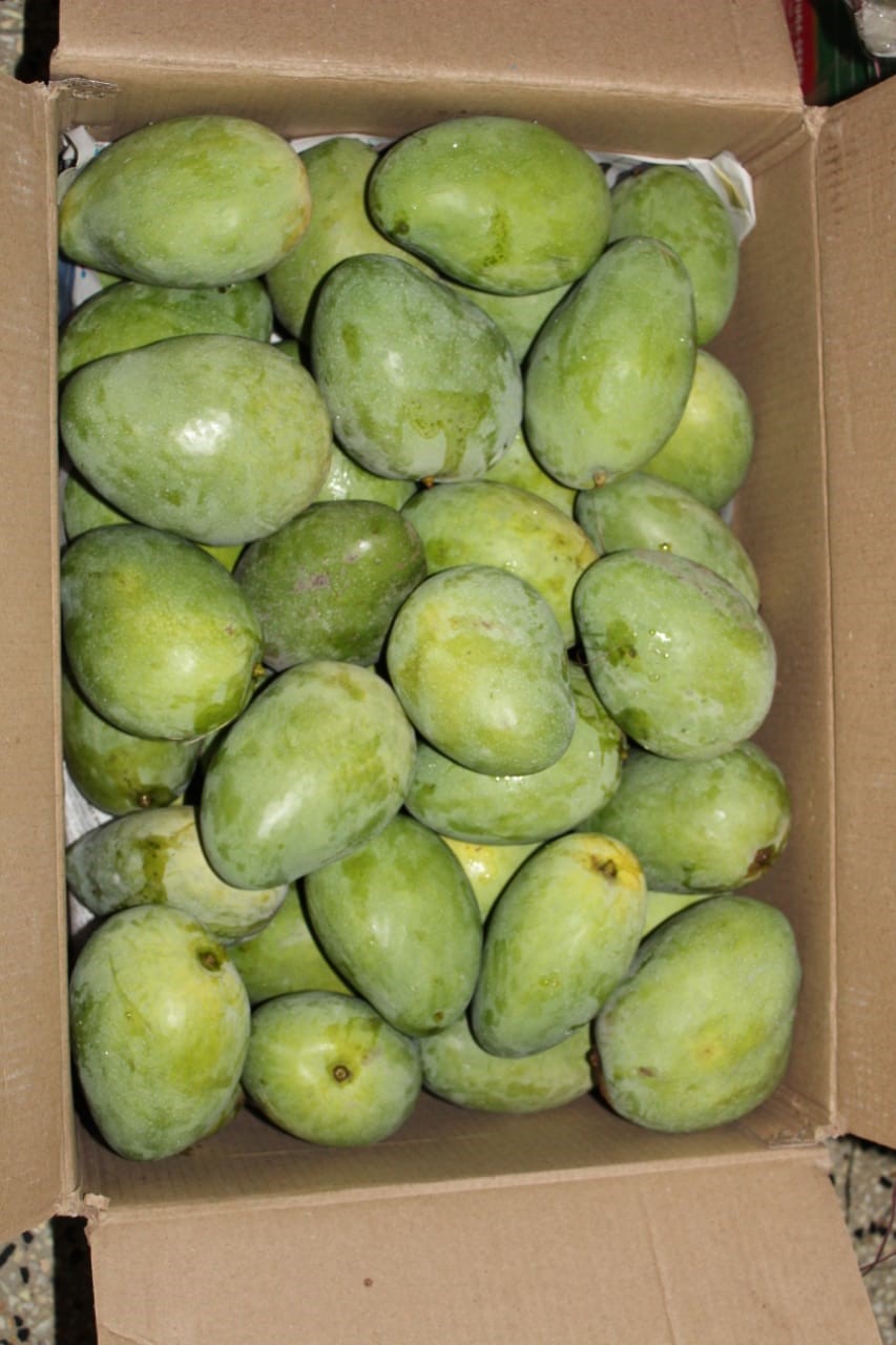 Ulavapadu Mangoes in Kondapur, Hyderabad500084 Sulekha Hyderabad
