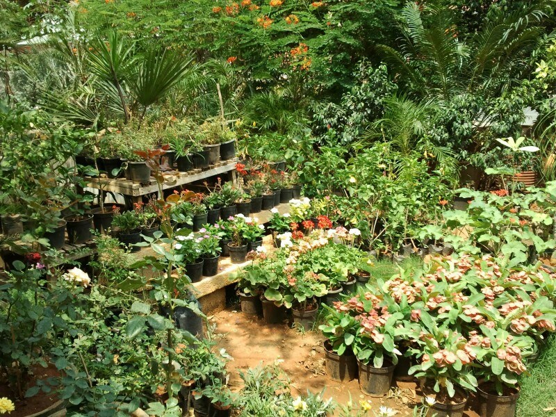 Prakruthi Plant Nursery & Landscape Gardening in Ramohalli, Bangalore