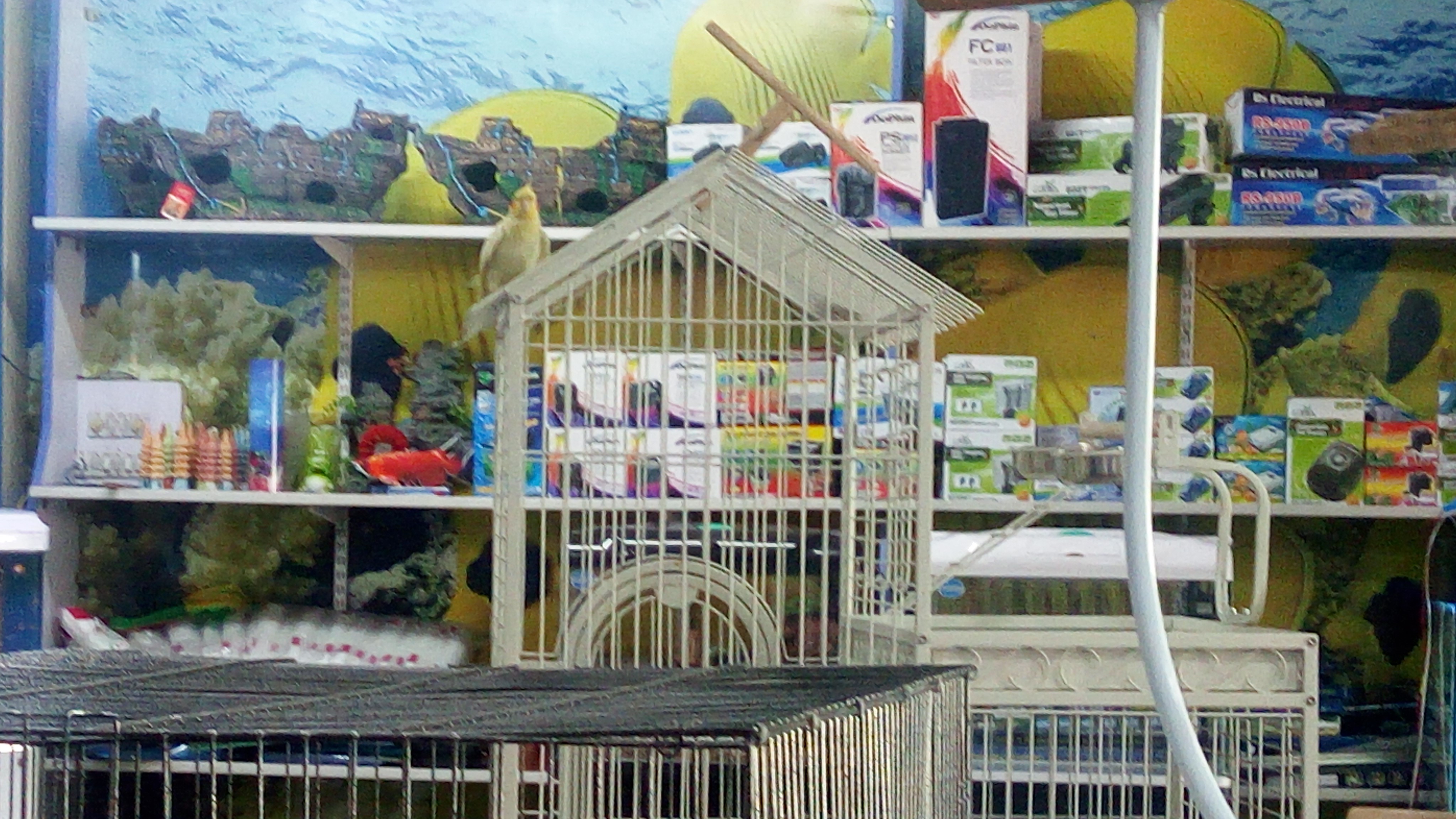 Ammus Pets & Kennels in Banjara Hills, Hyderabad500034 Sulekha Hyderabad