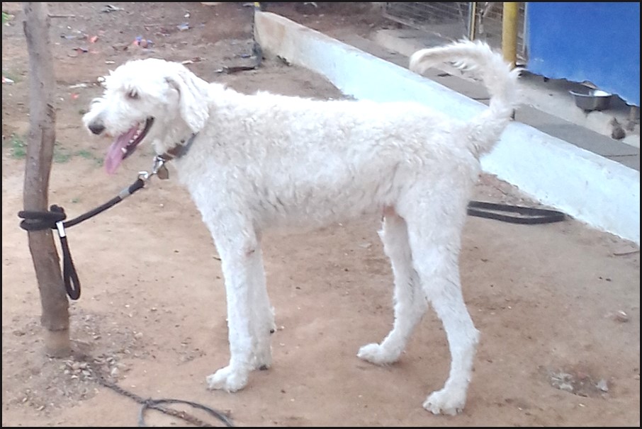 Happy Dogs Kennel in Hitech City, Hyderabad500081 Sulekha Hyderabad
