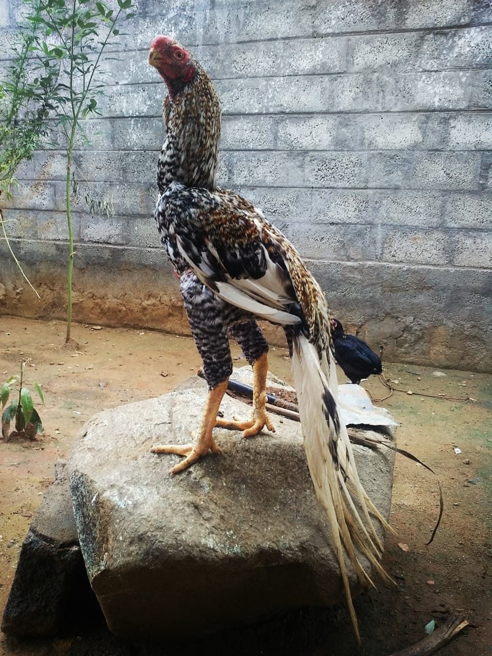 Parrot nose long tail aseel breed in Hyderguda, Hyderabad-500072
