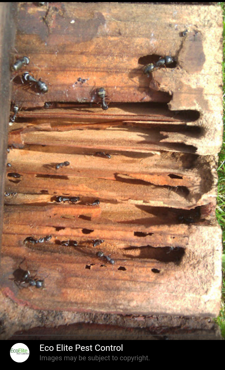 Eco Elite Pest Control Pvt. Ltd. in Uttam Nagar, Delhi110059 Sulekha