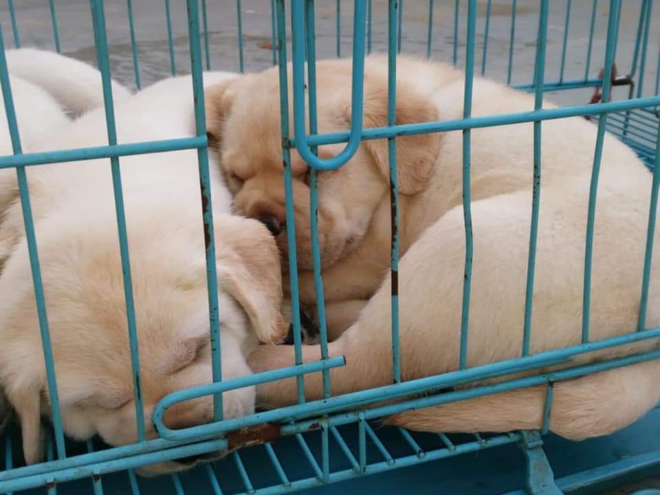 Raj dog shop & kennel in Balia, Balasore-756001 | Sulekha Balasore