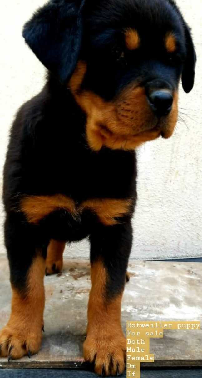 find a pet shop near me