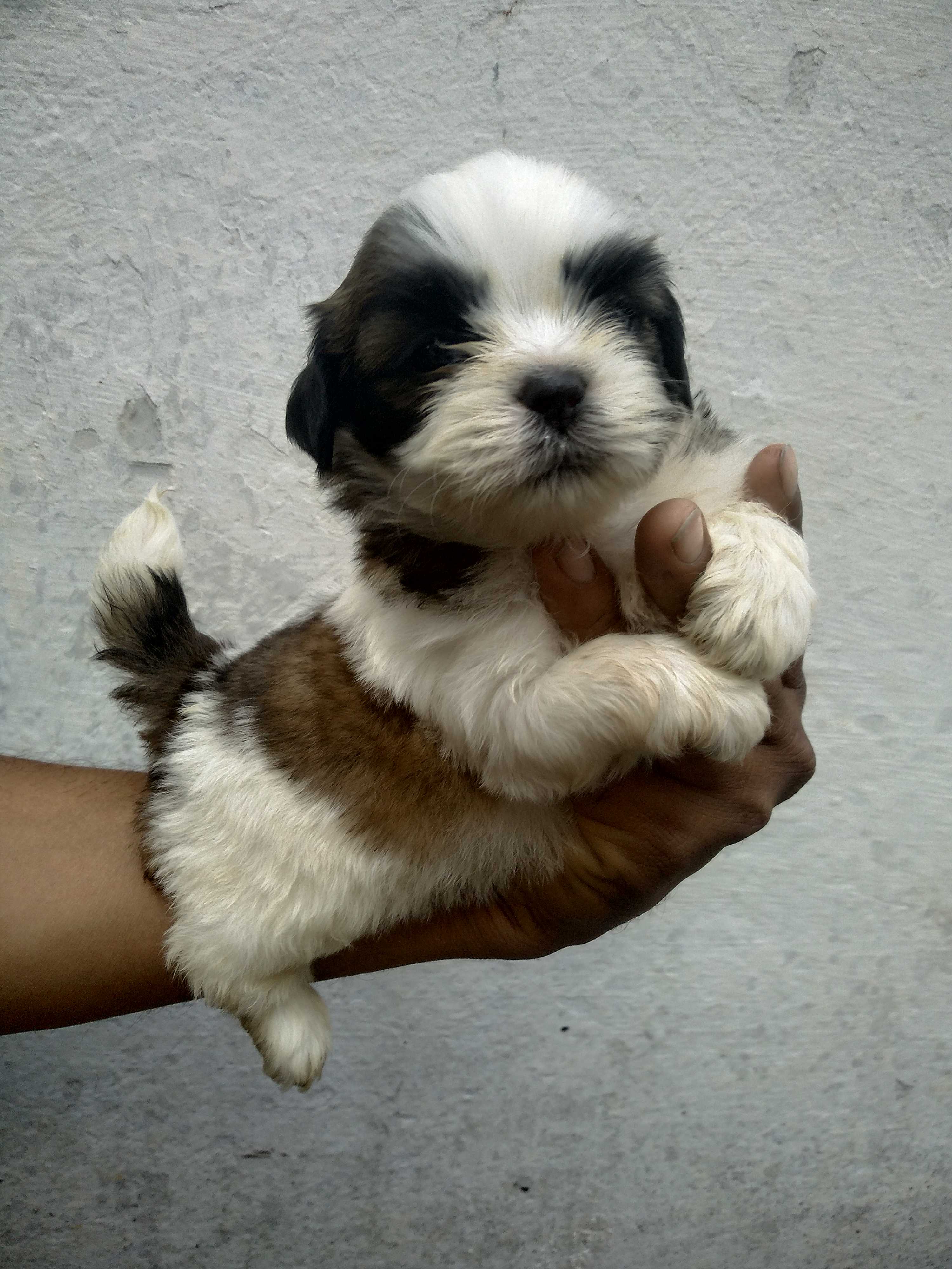  Saireshmitha Pets Service Lhasa Apso Puppies For Sale  10569355 D3f462fc 