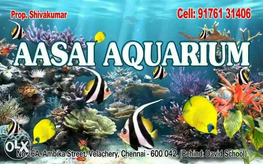 Aasai Aquarium in Velachery, Chennai 