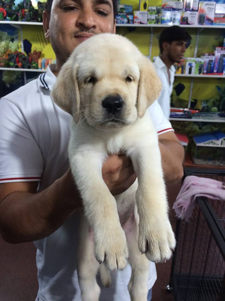 Ammus Pets & Kennels in Banjara Hills, Hyderabad500034 Sulekha Hyderabad