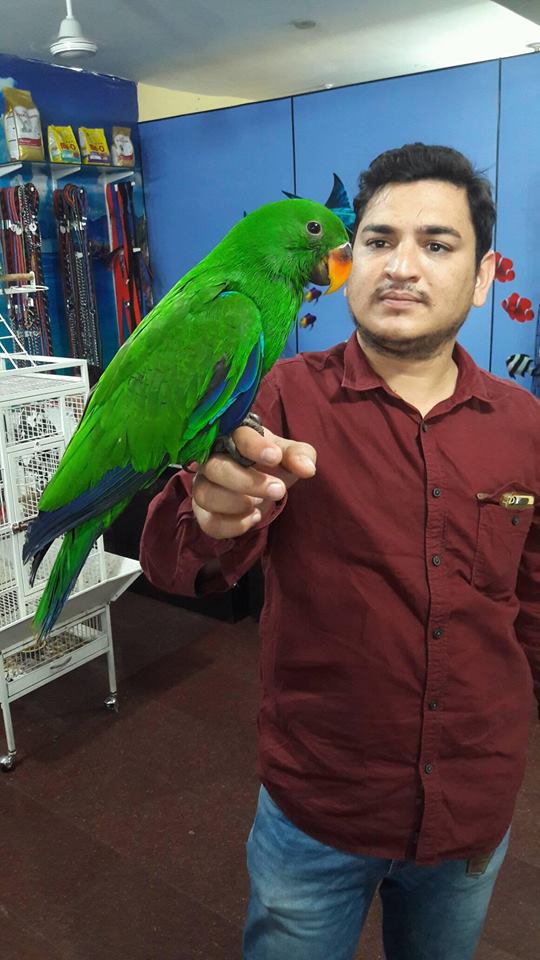 Ammus Pets & Kennels in Banjara Hills, Hyderabad500034 Sulekha Hyderabad