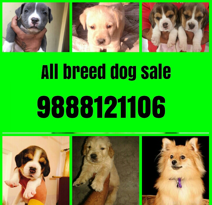 Dog Sale Pet Shop In Jalandhar in 