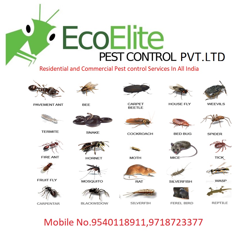 Eco Elite Pest Control Pvt. Ltd. in Uttam Nagar, Delhi110059 Sulekha