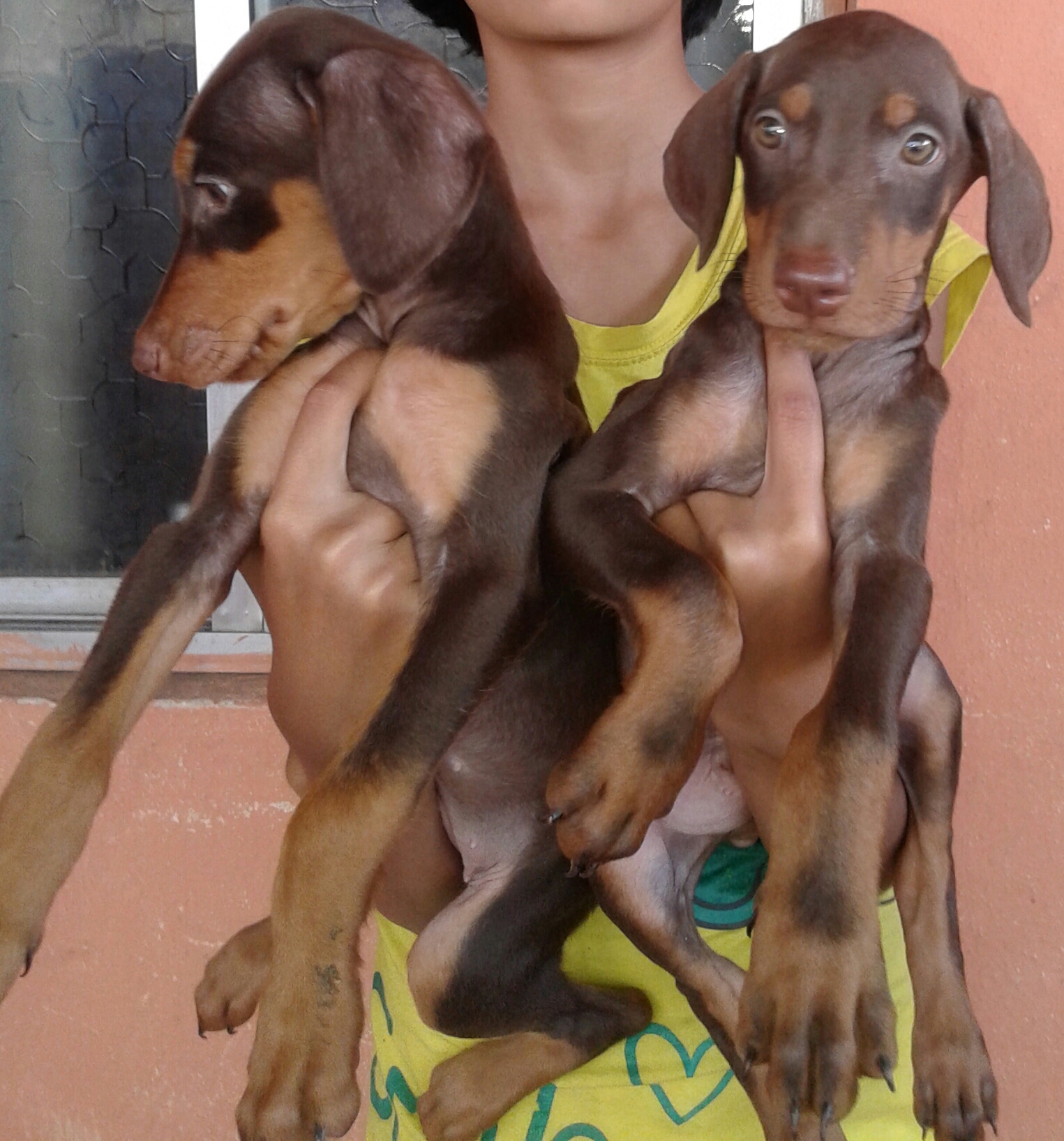 find a pet shop near me