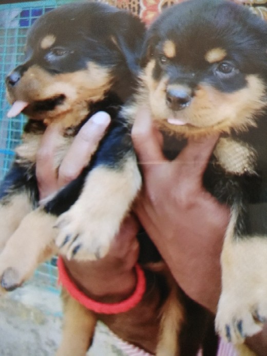 find a pet shop near me