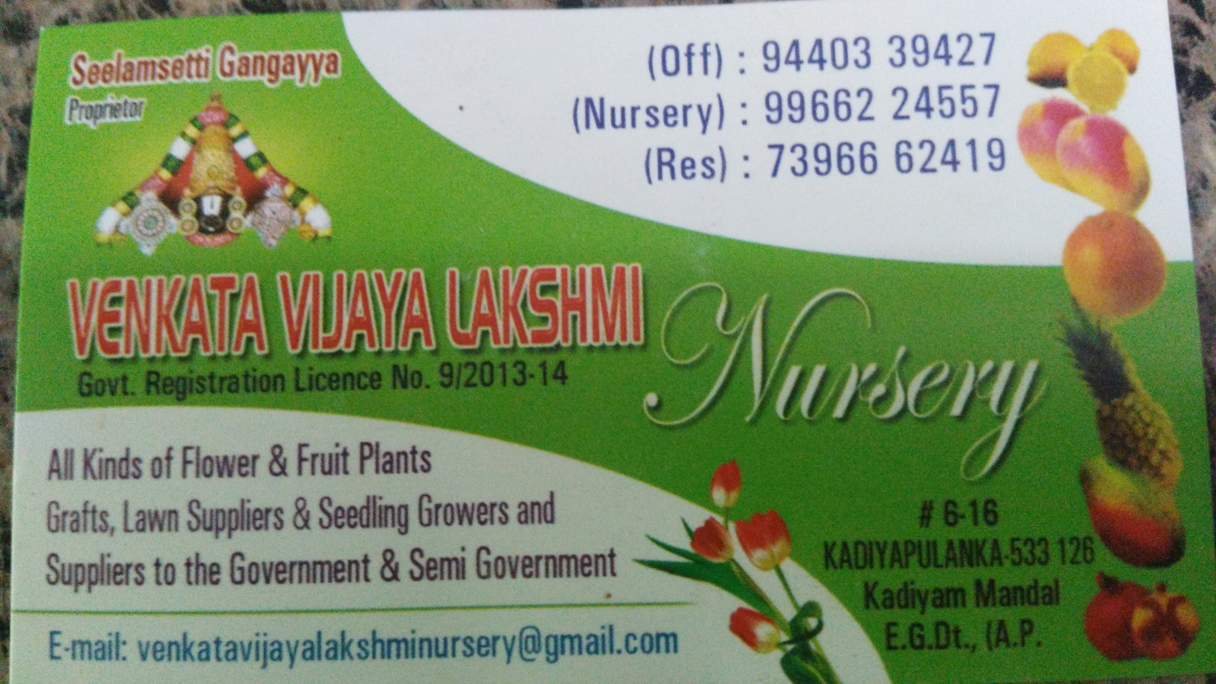 V V L Mango Plants Horticulture Nursery in Innespeta, Rajahmundry