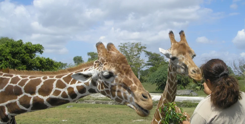 A Visit to the Zoo