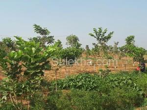 604 Sq Yards Plots & Land for Sale in Rudraram