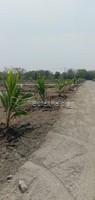 10000 sqft Agricultural Land/Farm Land for Sale in Raja Kulam