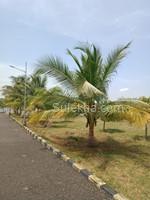 2895 sqft Plots & Land for Sale in Natham