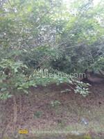 2550 sqft Plots & Land for Sale in Natham