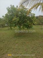 3500 sqft Plots & Land for Sale in Natham
