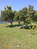 2120 sqft Plots & Land for Sale in Natham