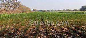 5 Acres Agricultural Land/Farm Land for Sale in Zaheerabad
