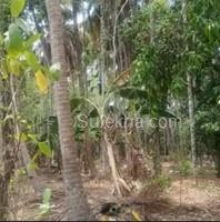 5 Acres Agricultural Land/Farm Land for Resale in Vadakkencherry
