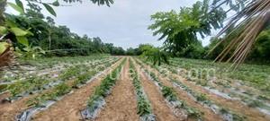 107 Cent Agricultural Land/Farm Land for Resale in Vayalur